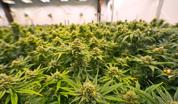 Medical Marijuana growing in greenhouse