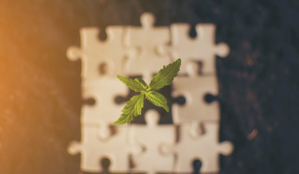 Medical Cannabis Plant in a Puzzle