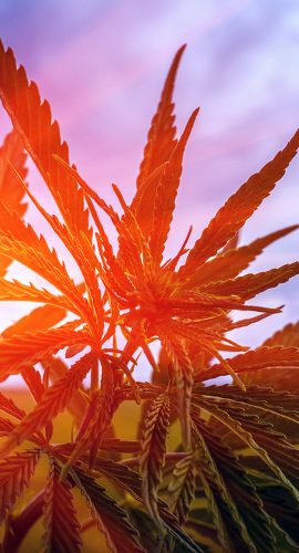 Marijuana Bush On A Background Of Sky At Su