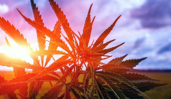Marijuana Bush On A Background Of Sky At Su