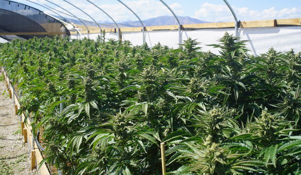 Outdoor Bright Greenhouse Full Of Mature Marijuana Plants