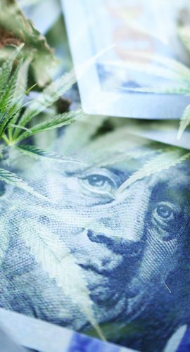 Marijuana Profits With Cannabis Sativa Leaves, Bud & Hundreds High Quality