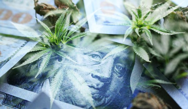Marijuana Profits With Cannabis Sativa Leaves, Bud & Hundreds High Quality